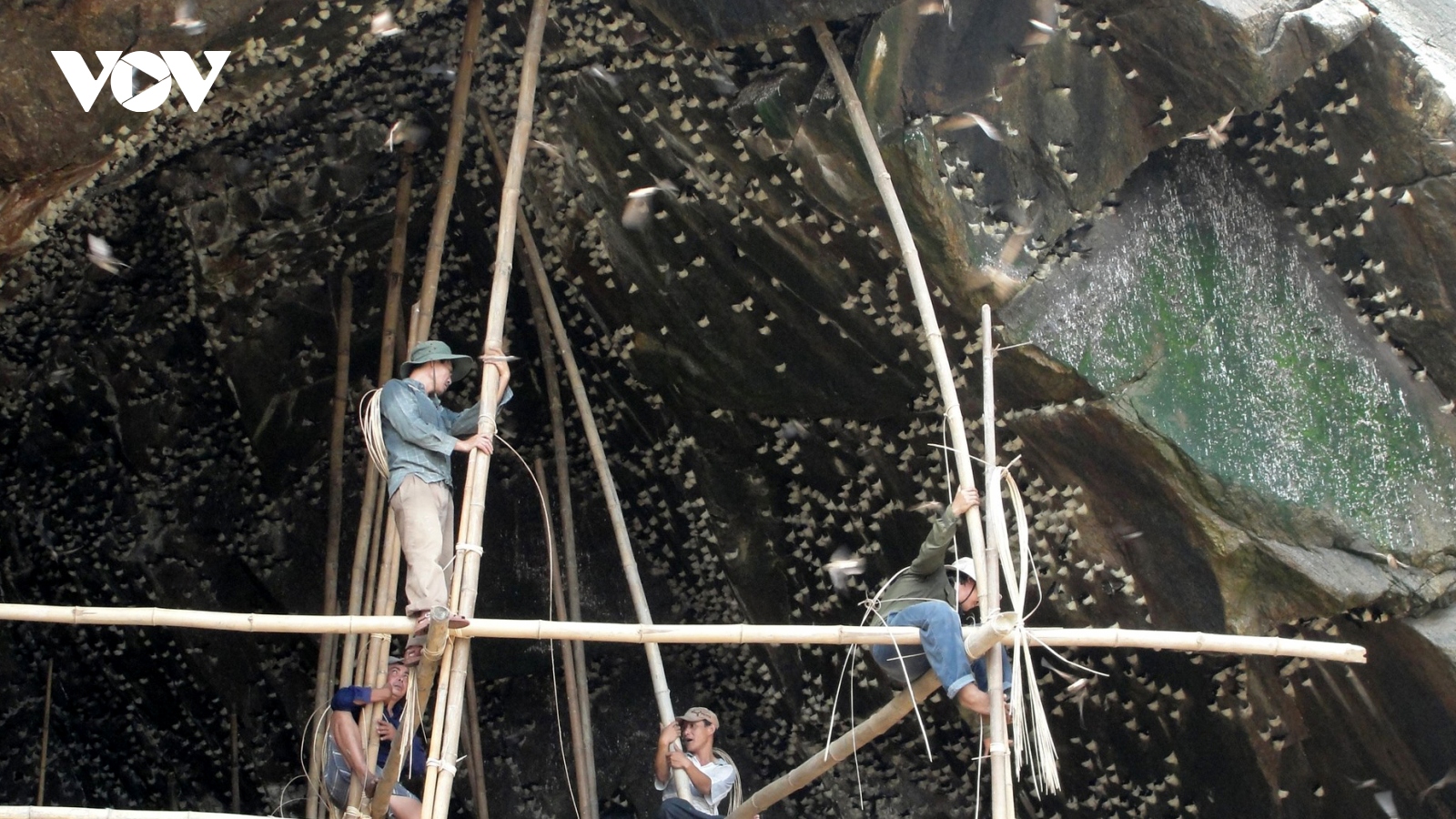 Discovering salanganes' nest harvest on Cu Lao Cham Islands